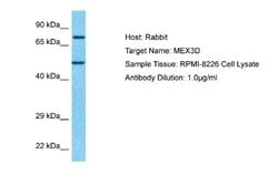 MEX3D Rabbit anti-Human, Polyclonal, Novus Biologicals 0.1ml; Unconjugated:Antibodies,